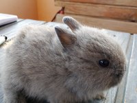 Netherland dwarf Hollanda cücesi tavşan