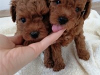 Teddy Face Toy Poodle