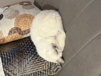 Ücretsiz sahiplendirme british shorthair