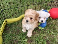 ORJİNAL MALTİPOO YAVRULAR