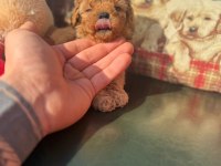 POODLE IRKININ EN İYİLERİNİ İSTEYENLERE