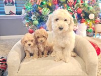 Yeni yıl maltipoo bebekleri yeni evine gitmeye hazır