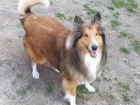 Rouch collie