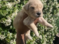 Golden retriever jeliboncuk köpekler