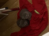 British shorthair kedisi