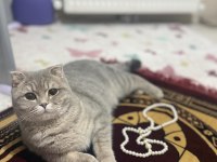 Kedimi sahiplendirmek istiyorum