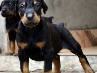 REZERVE AÇIK DOBERMAN