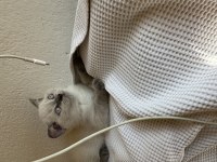 2 aylık scottish fold erkek Muğla merkez ve çevresi