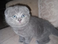 Ev ortamında büyüyen scottish fold yavrum