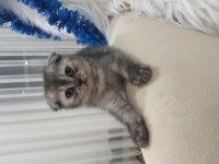 Silver Scottish Fold