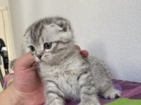 Top kafa scottish fold yavrularımız