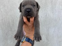 DEV Blue cane corso bebekler