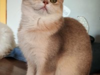 Safkan Zümrüt Gözlü British Kızımız