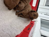 Kore red toy poodle