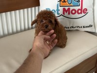 Redbrown tea cup kore poodle yavrularımız