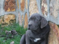 Üst Kalite Dev Cane Corso Yavruları