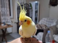 Acil satılık sultan papağanı