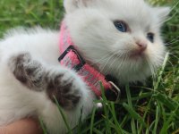 Full şecereli british shorthair ny 1133 dişi erkek yavru