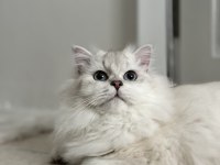 British Longhair kedisi