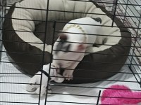 Ankara pursaklar french bulldog
