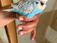 25, 26 Ve 27 Günlük Kusursuz 3 Erkek Jumbo Bebek Muhabbet