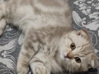 Scottish fold aşıları yapılmış