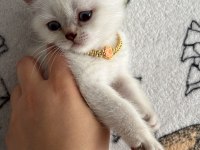 Minik British Shorthair Bebeğimiz