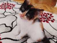 2 AYLIK GÜZEL KIZ KEDİMİZ YUVA ARIYOR