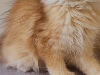 Golden British Longhair Ny12 Yavru