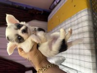 45 günlük uzun tüylü chihuahua dişi ve erkek orjinal