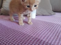 20 günlük tekir kedi sarman kalıcı yuvasını arıyor
