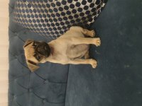 KALİTELİ IRK GARANTİLİ PUG MOPS YAVRULAR