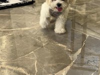 0-4 Aylık Maltese Terrier