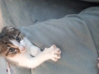Aşırı Sevimli Scottish Fold Bağımlılık Yaratır