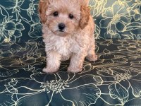 RUHSATLI KÖPEK ÇİFTLİĞİNDEN MALTİPOO YAVRULARIMIZ