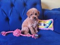 Sevimli Erkek Toy Poodle