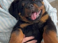 Rottweiler Yavrularımız Üst Kalite Şecereli Yavrular