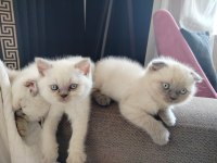 Scottish Fold Point blue Minikler yeni ailesini Arıyor