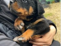 Rottweiler Yavrular Teslime Hazır