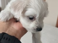 Maltese Terrier 3 Aylık