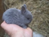 Hollanda cücesi tavşan Netherlans Dwarf