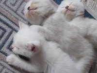 Maviş gözlü Blue point yavrularımız scottish fold