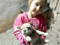 Dişi french bulldog yavrumuz