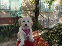 Terrier Dostumuz