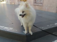 Pomeranian ciğer boo