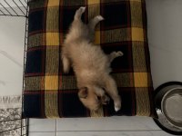 2 aylık pomeranian boo yavru