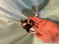 Bulgaristan Kan Hattı Nadir Teacup Micro Şivava Yavrular