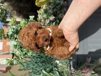 Dişi Toy Poodle