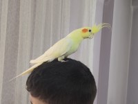 Zamanım Olmadığımdan Kuşumuzla İlgilenemiyorum
