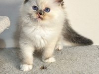 Seal Tortie Mitted Ragdoll Yavrular